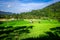 Green paddy fields, Sidemen, Bali, Indonesia