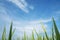 Green paddy leaves with beautiful blue sky view