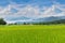 Green paddy rice field with beautiful sky and cloud, Thailand fuji mountain similar to Japan`s Fuji mountain in Thailand.