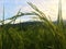 Green paddy in rice field with lighting of sunset. Real nature of countryside.