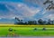 Green paddy rice field, Sunn hemp, Indian hemp, yellow plant field with the bicycle, the beautiful sky and cloud