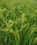 Green paddy seeds and leafs making for new gena ration people