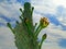 Green pads on a prickly pear cactus. Opuntia, ficus-indica, Indian fig opuntia, barbary fig, Spain.