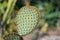 Green pads on a prickly pear cactus. Opuntia, Indian fig opuntia, barbary fig, ficus-indica, cactus pear and spineless cactus in