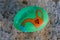 Green painted rock with orange watering can and Bible verse