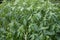 Green painted spurge grass in garden