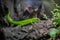 Green pair of adult chameleon lizards in plants resting in the light