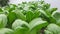 Green pakcoy and lettuce in hydroponic. Growing pakcoy bok choy and lettuce with wick hydroponic system.