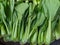 green pakcoy vegetables neatly arranged in a traditional market