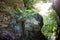 Green palm against the background of a brown cliff