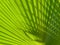 Green palm background