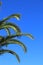 Green palm fronds against a blue sky