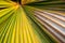 green palm leaf