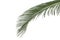 Green palm leaf