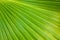 Green palm leaf