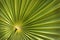 Green palm leaf background