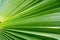 Green palm leaf for background