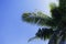 Green palm leaf on blue sky background. Tropical summer sky. Tropic island nature photo