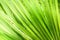 Green palm leaf. Closeup shot