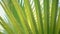 Green palm leaf with detail pattern swaying by breeze in summertime