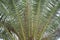 Green palm leaf forming an interesting original natural background