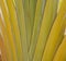 Green palm leaf forming an interesting original natural background