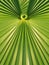 Green palm leaf frond symmetrical geometric design