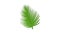 Green palm leaf icon animation