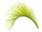 Green palm leaf isolated