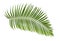 Green palm leaf isolated on white background with clipping path