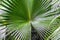 Green palm leaf with radial veins