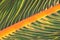 Green palm leaves background. Leaf of a plant close up. Pattern of growing leaf surface