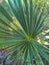 Green palm leaves with circular shape.