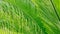 Green palm leaves closeup