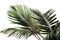 Green palm leaves. high resolution, Isolate on white Background.