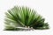 Green palm leaves. high resolution, Isolate on white Background.