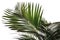 Green palm leaves. high resolution, Isolate on white Background.