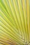 Green palm leaves pattern