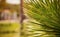 Green palm leaves, sun shines on blurred hotel resort in background, only few blades focus, abstract tropical background