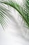 Green palm leaves and their shadow on a white wall. Tropical green summer background. Copy space