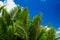 Green palm lush on blue sky background.