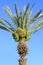 Green palm tree against blue sky and dates new green fruit.