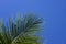 Green palm tree on blue sky background. Single palm leaf. Aqua blue toned photo.