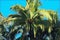 Green palm tree on blue sky background. Tropical nature landscape. Coco palm leaf digital illustration