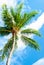 Green palm tree on blue sky with white clouds