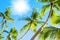 Green palm tree branches blue sky background, bright shiny sun rays, palm leaves, summer holidays, tropical island vacation travel
