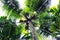 Green palm tree with coconuts. Coco palm top view from ground.