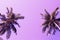 Green palm tree crowns on violet sky background. Coco palm pink toned photo.