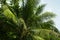 Green palm tree leaf with coconut. Summer travel seaside nature photo.