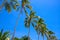 Green palm tree row on blue sky background. Peaceful tropical island abstract photo. Exotic vacation destination